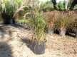 Purple Fountain Grass